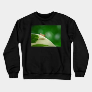 A side view of the gorgeous metallic jumper (Siler semiglaucus) from a Monstera Thai constellation!! It's also know as colorful jumping spider and jade jumping spider Crewneck Sweatshirt